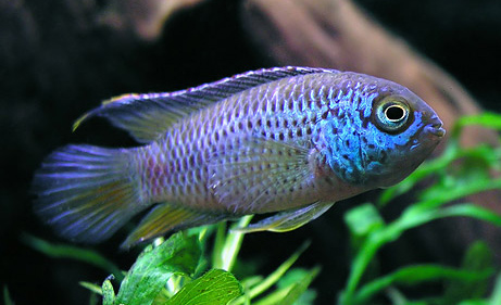 NANNACARA ANOMALA